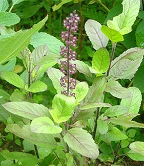 Gouttes de Tulsi